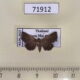 71912p Noctuidae Rhesala imparata Thailand $12