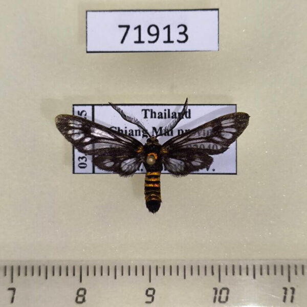 Zygaenidae Phacusa crawfurdi Thailand