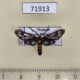 71913p Zygaenidae Phacusa crawfurdi Thailand $10