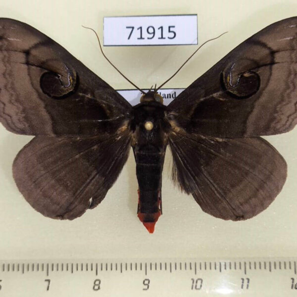Noctuidae Spirama retorta Thailand