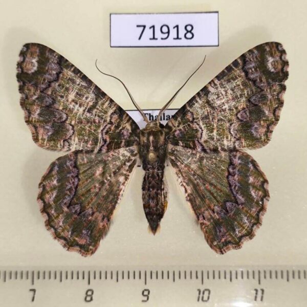 Geometridae Lophophelma vigens Thailand