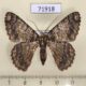 71918p Geometridae Lophophelma vigens Thailand $9