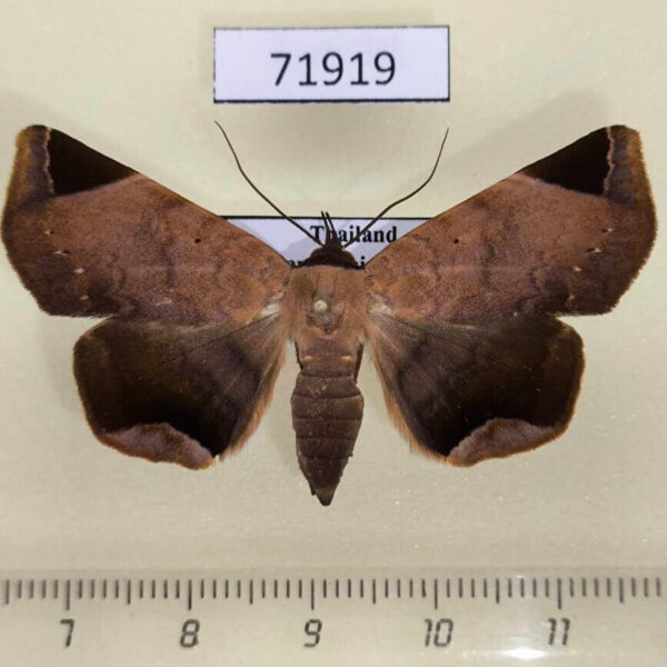 Noctuidae Psimada quadripennis f Thailand