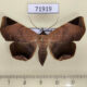 71919p Noctuidae Psimada quadripennis f Thailand $12