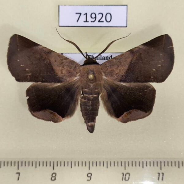 Noctuidae Psimada quadripennis Thailand