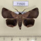 71920p Noctuidae Psimada quadripennis Thailand $10