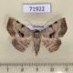 71922p Noctuidae Rema tetraspila Thailand $15