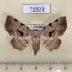 71923p Noctuidae Rema tetraspila Thailand $15