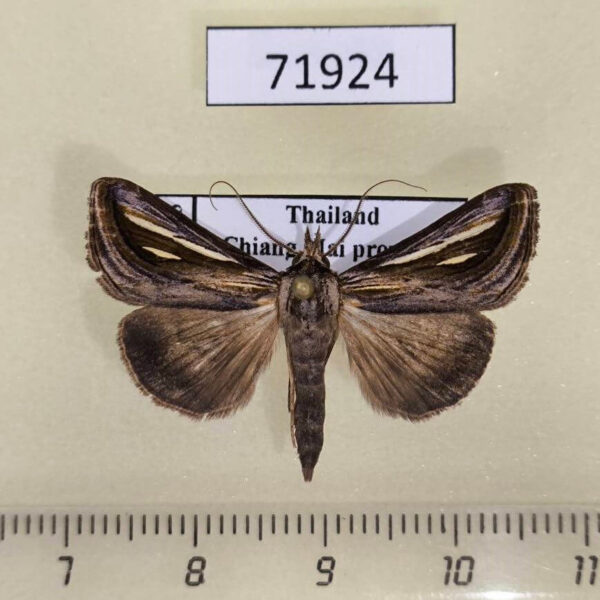 Noctuidae Schistorhynx lobata Thailand