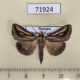 71924p Noctuidae Schistorhynx lobata Thailand $12
