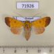71926p Noctuidae Aiteta rufoflava Thailand $15