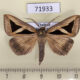 71933p Noctuidae Trigonodes hyppasia Thailand $8