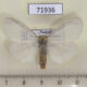 71936p Lymantridae Pantana delineata f Thailand $12
