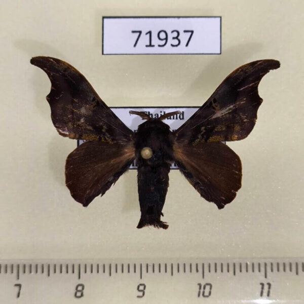 Bombycidae Gunda proxima Thailand