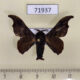 71937p Bombycidae Gunda proxima Thailand $8