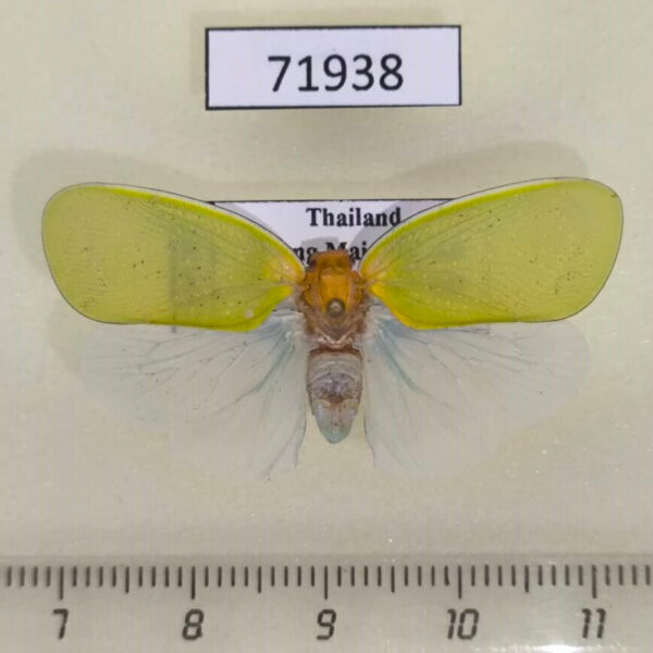 Flatidae Ormenaria rufifascia Thailand