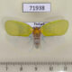 71938p Flatidae Ormenaria rufifascia Thailand $8