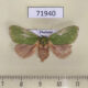 71940p Limacodidae Parasa bicolor f Thailand $10