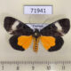 71941p Noctuidae Sarbanissa dissimilis Thailand $10