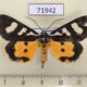 71942p Noctuidae Aegocera bimacula Thailand $10
