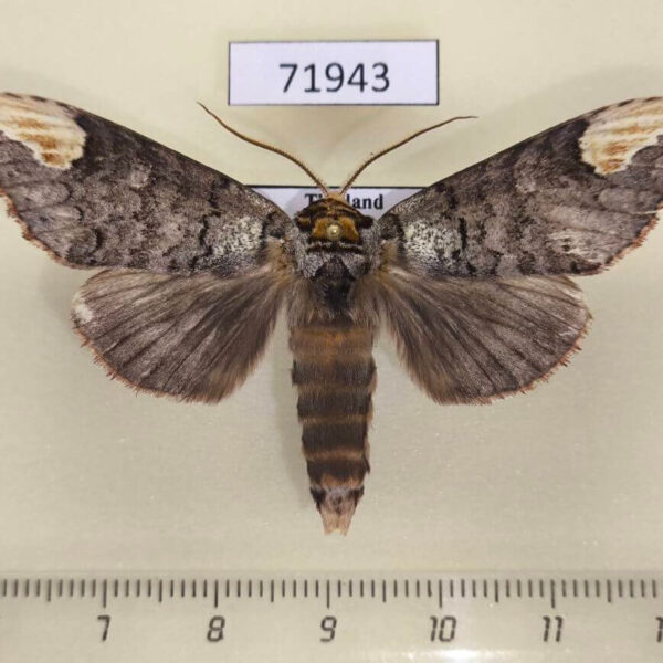 Notodontiidae Phalera minor Thailand