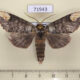 71943p Notodontiidae Phalera minor Thailand $15