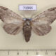 71944p Notodontiidae Stauroplitis accomodus f Thailand $10