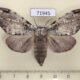 71945p Notodontiidae Stauroplitis annulata f Thailand $12