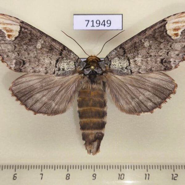 Notodontiidae Phalera minor f Thailand