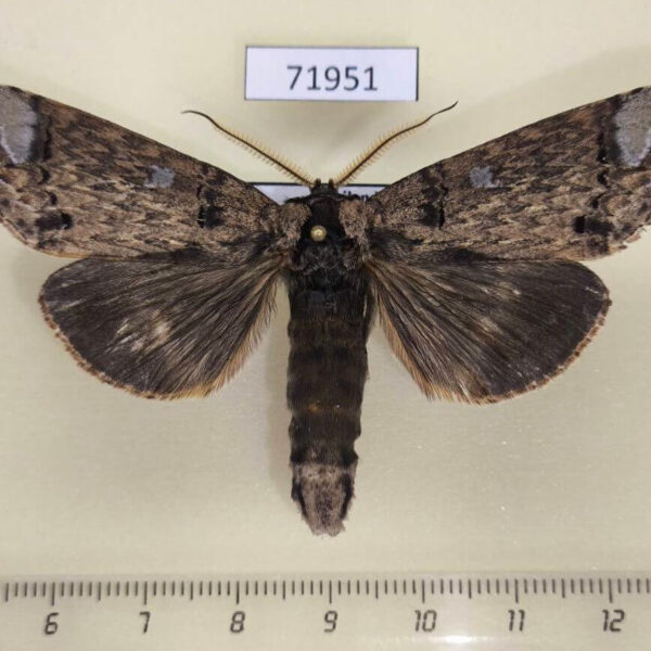 Notodontiidae Phalera doisuthepica Thailand
