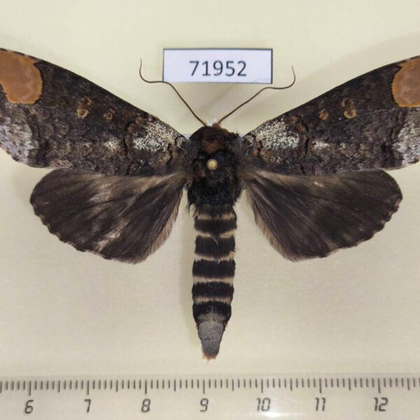 Notodontiidae Phalera grotei Thailand