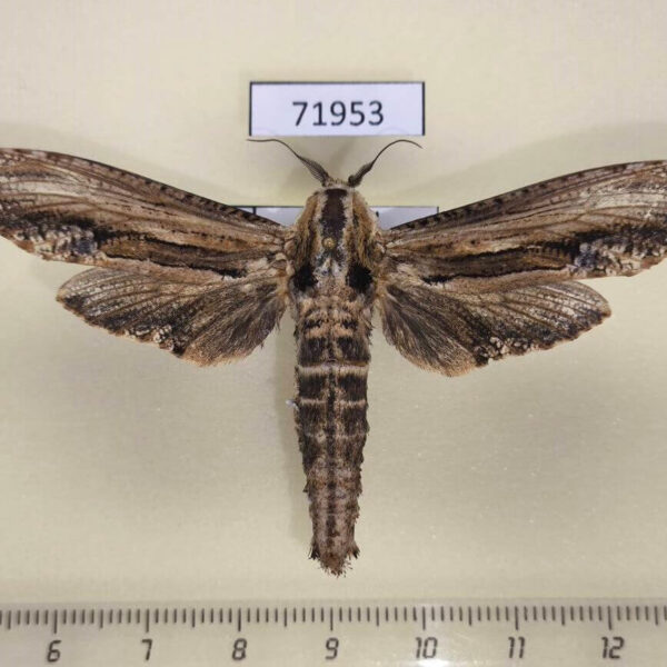 Cossidae Duomitus ceramicus Thailand