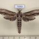 71953p Cossidae Duomitus ceramicus Thailand $20