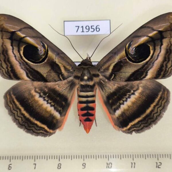 Noctuidae Spirama helicina Thailnad