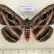 71956p Noctuidae Spirama helicina Thailnad $15
