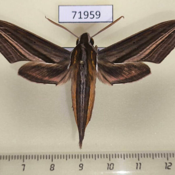 Sphingidae Theretra lycetus Thailand