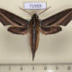 71959p Sphingidae Theretra lycetus Thailand $15