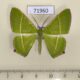 71960p Geometridae Ornithospila lineata Thailand $12