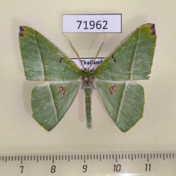 Geometridae Ornithospila esmeralda Thailand