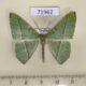 71962p Geometridae Ornithospila esmeralda Thailand $9
