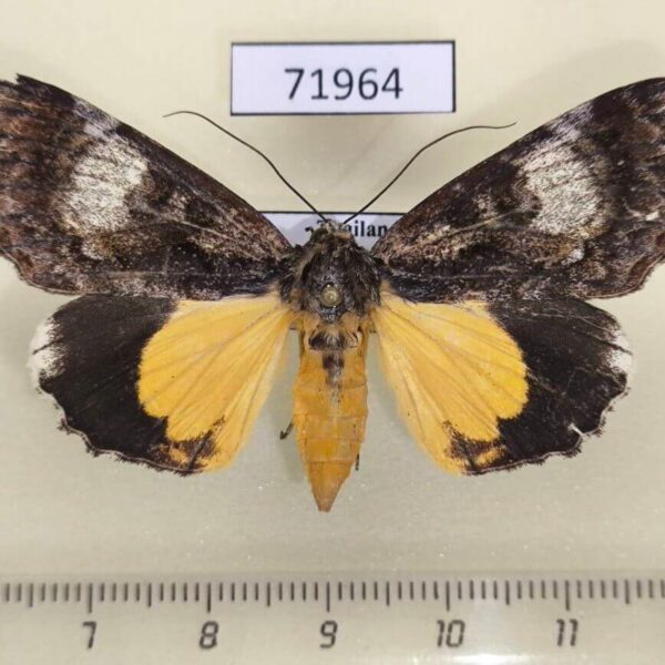 Noctuidae Sarbanissa albifascia f Thailand