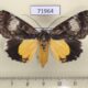 71964p Noctuidae Sarbanissa albifascia Thailand $15