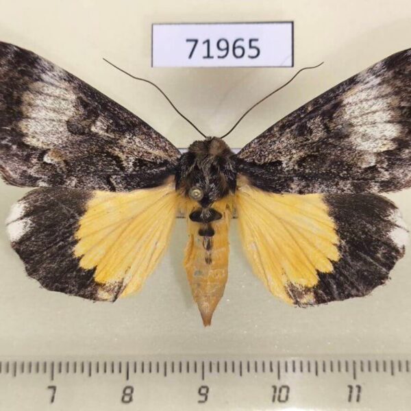 Noctuidae Sarbanissa albifascia f Thailand