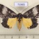 71965p Noctuidae Sarbanissa albifascia Thailand $15