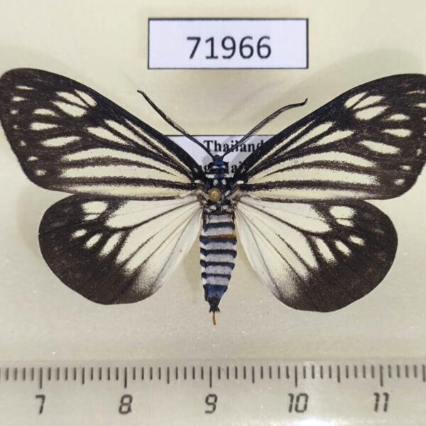 Zygaenidae Cyclosia papilionaris f Thailand
