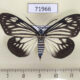 71966p Zygaenidae Cyclosia papilionaris f Thailand $25