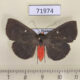 71974p Noctuidae Calesia dasypterus f Thailand $12