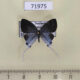71975p Lycaenidae Hypolycaena amasa amasa Thailand $12