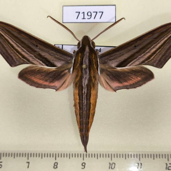 Sphingidae Theretra lycetus Thailand