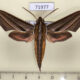 71977p Sphingidae Theretra lycetus Thailand $15